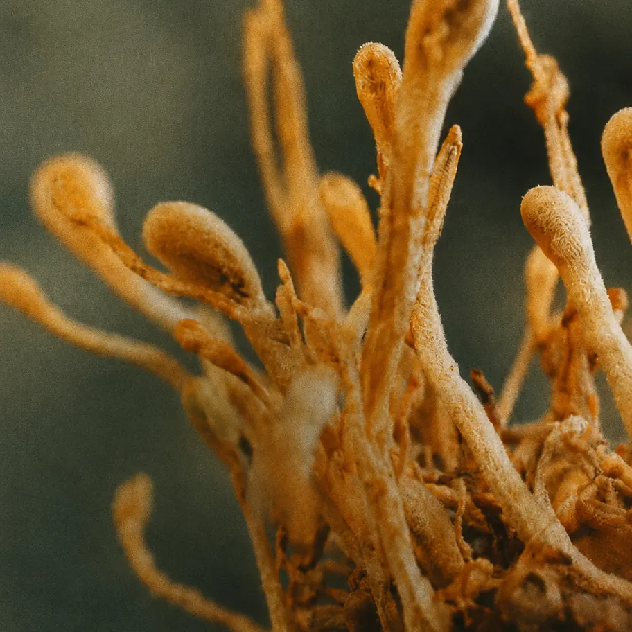 Macro photo of cordyceps militaris mushrooms